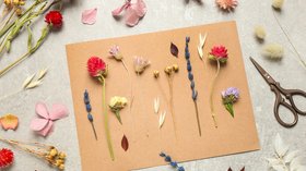 Fleurs séchées