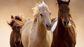 Puzzle chevaux 