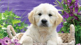 Puzzle chiens 
