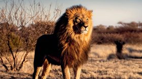 Puzzle lions 