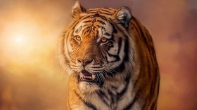 Puzzle tigres 