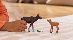 Wild Life