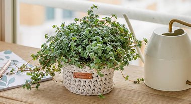 /content/dam/cultura-one/plongeoir/SMT_ACTU_crochet_cache-pot.jpg